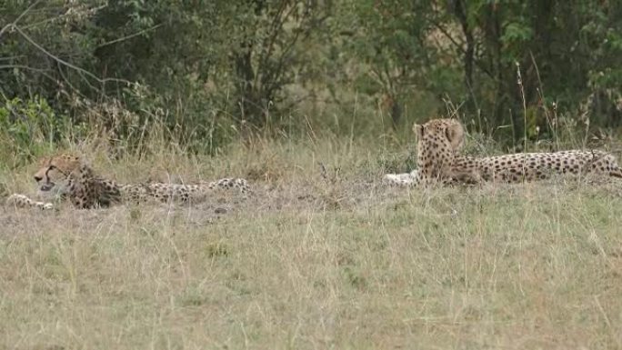 猎豹在野外捕食山间景色户外拍摄