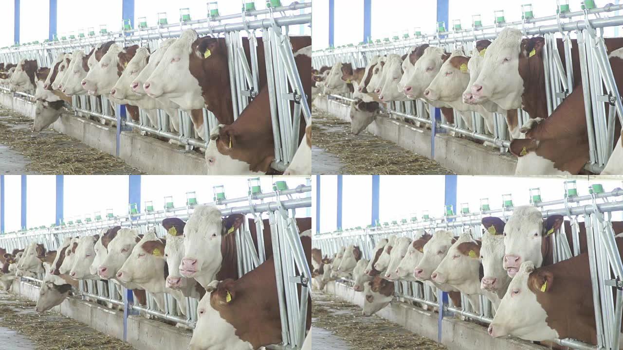 奶牛农场里的一排奶牛
