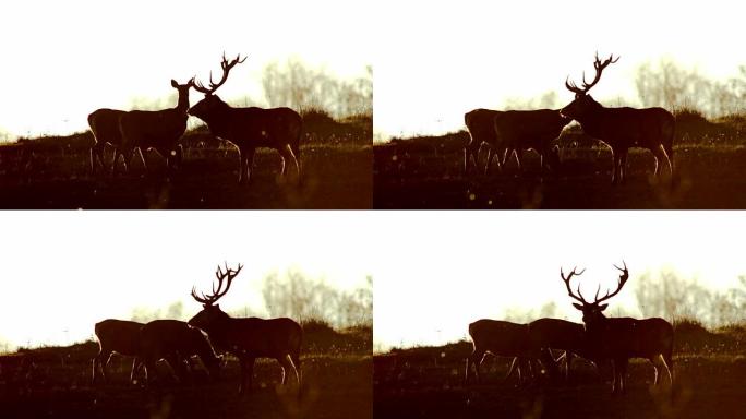 红鹿和日落麋鹿动物园鹿