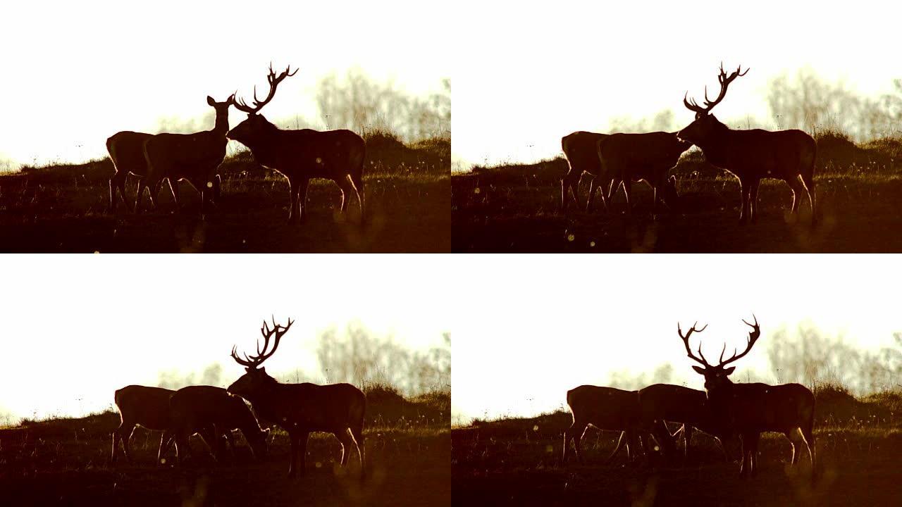 红鹿和日落麋鹿动物园鹿