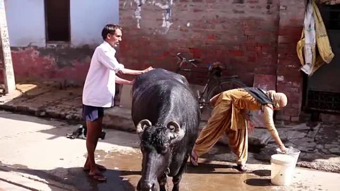 印度农村的动物护理