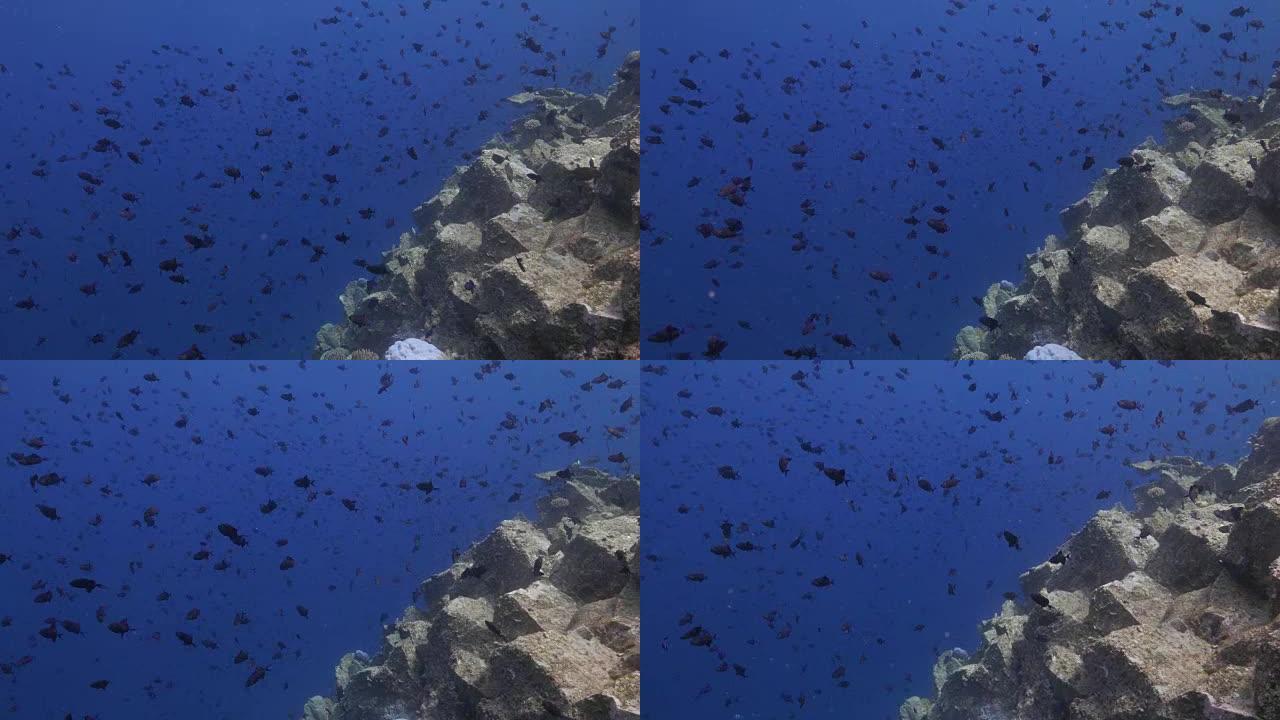 黑金鱼在珊瑚礁附近上学