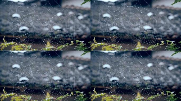 雨天场景视频素材水滴蜘蛛网