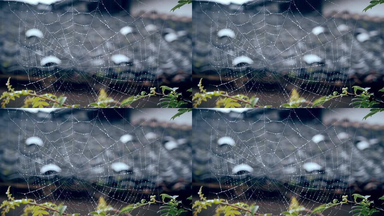 雨天场景视频素材水滴蜘蛛网