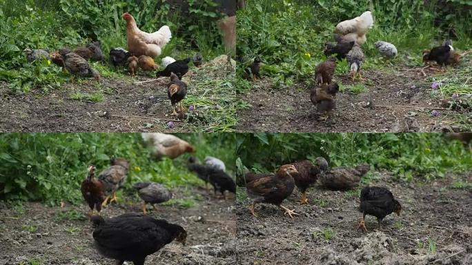 母鸡和小鸡在花园里吃草