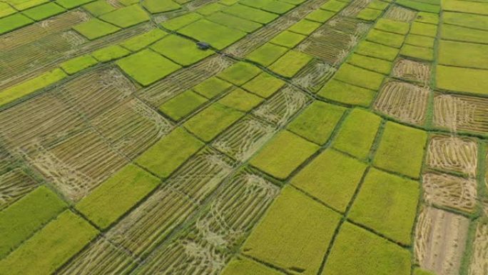 美丽的收割稻田模式鸟瞰图