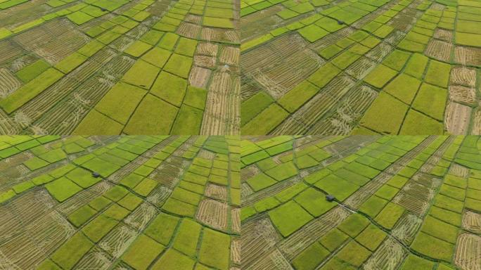 美丽的收割稻田模式鸟瞰图