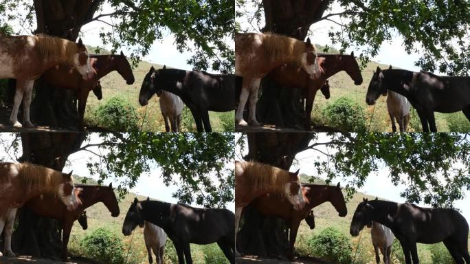 农场里的三匹马