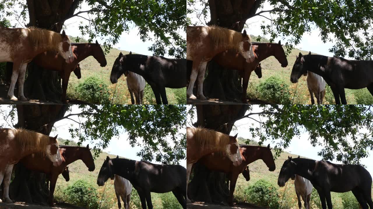 农场里的三匹马
