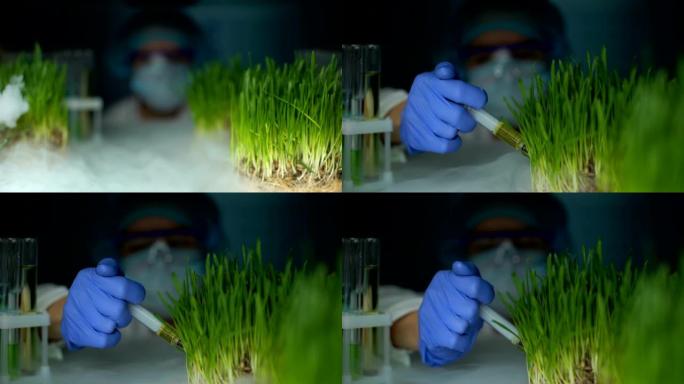 生物技术专家在草样品中注入液体，遗传育种，农业