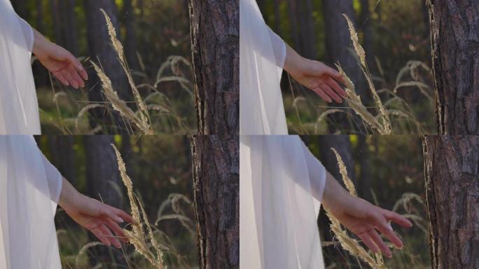 一只优雅的女性手触摸秋天森林中的黄草的特写。穿白衣的女人在户外消磨时光。