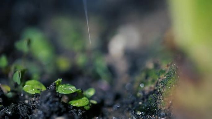 雨中生长在地面上的绿色幼苗