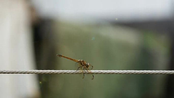 绳子上的蜻蜓绳子上的蜻蜓