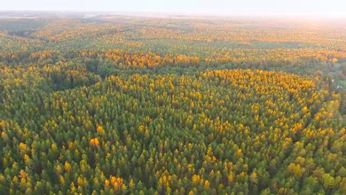 秋天的黎明。鸟瞰图。飞越森林树木和河流。