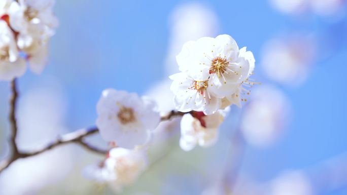 樱花，樱花树，春天，美景