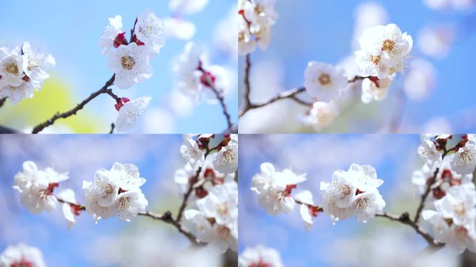樱花，樱花树，春天，美景