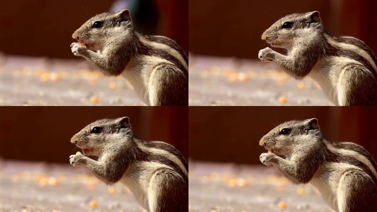 印度棕榈松鼠或三条纹棕榈松鼠 (Funambulus palmarum) 是在印度 (Vindhya