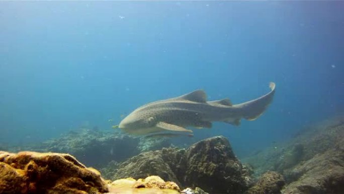 斑马豹鲨 (Stegostoma fasciatum) 游泳。这条鲨鱼附有一条Remora (Ech