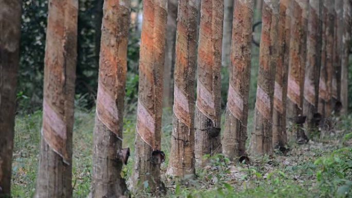 橡胶种植园森林树木树枝干树被破坏