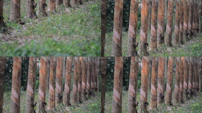 橡胶种植园森林树木树枝干树被破坏