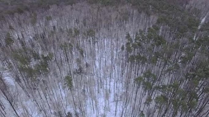 冬季公园中的树木-鸟瞰图