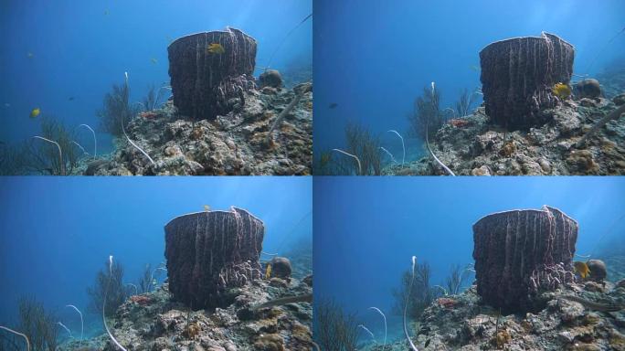桶状海绵 (Xestospongia testudinaria) 、鞭状珊瑚 (Junceella)