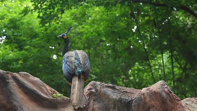 天然森林中的孔雀一只雄性孔雀
