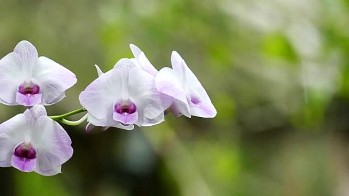 树上的兰花花树上的兰花