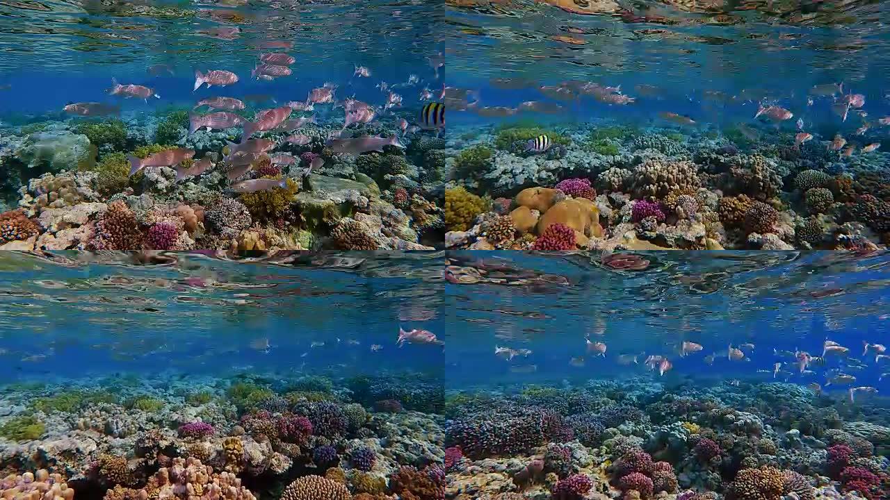珊瑚礁上的角唇鱼/Oedalechilus labiosus学校/红海-Marsa Alam