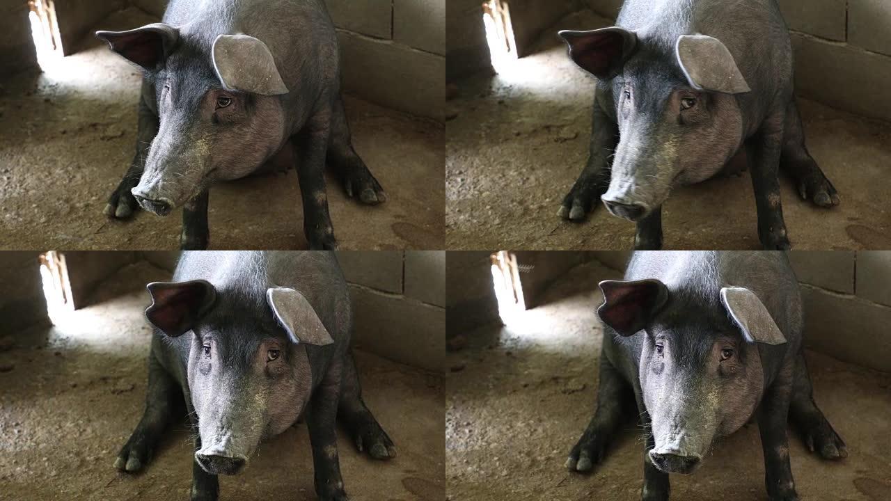 猪养殖的黑猪肉猪头猪鼻子