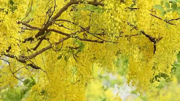 风中的金雨花 (决明子瘘管花)