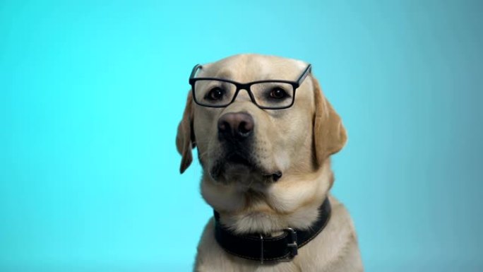 有趣的佩迪贪婪的狗在镜头前摆姿势，聪明的家庭宠物，广告