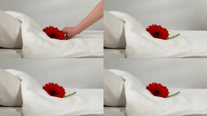 女女仆在酒店房间的新鲜床单上放花，干净