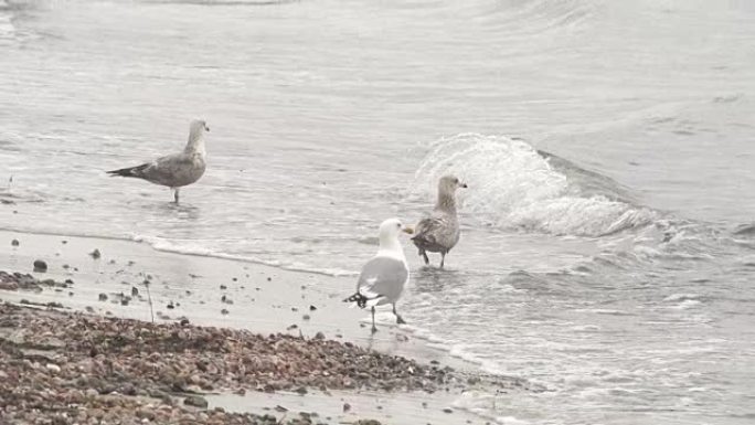 浅滩涉水的海鸥群鸟生态鸟宣传片海边鸟儿