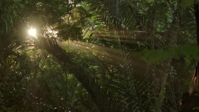 变形透镜效应。晨雾中的森林和来自太阳的光束。
