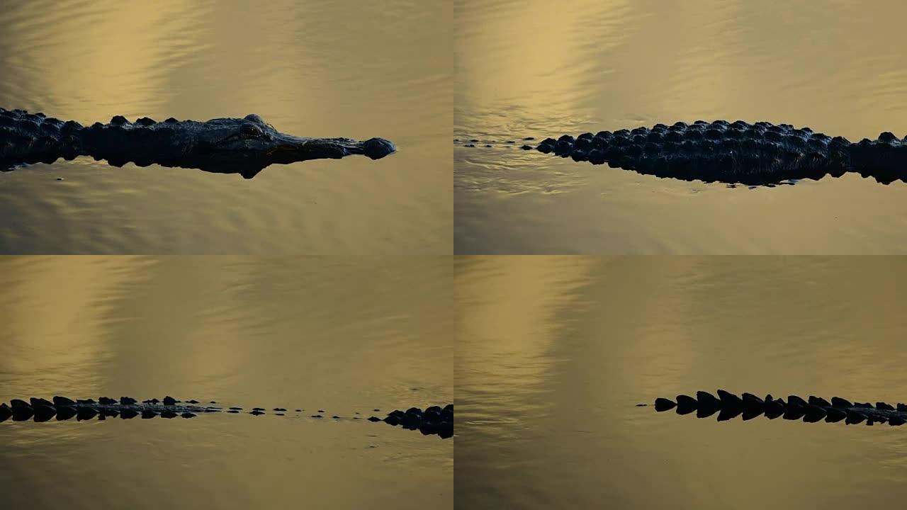 鳄鱼在日落反射中游泳