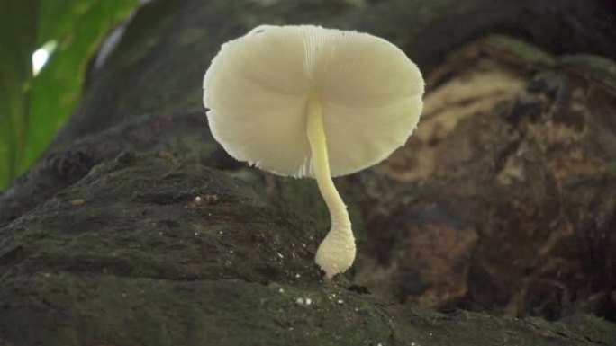 在树上生长的蘑菇底面的特写镜头