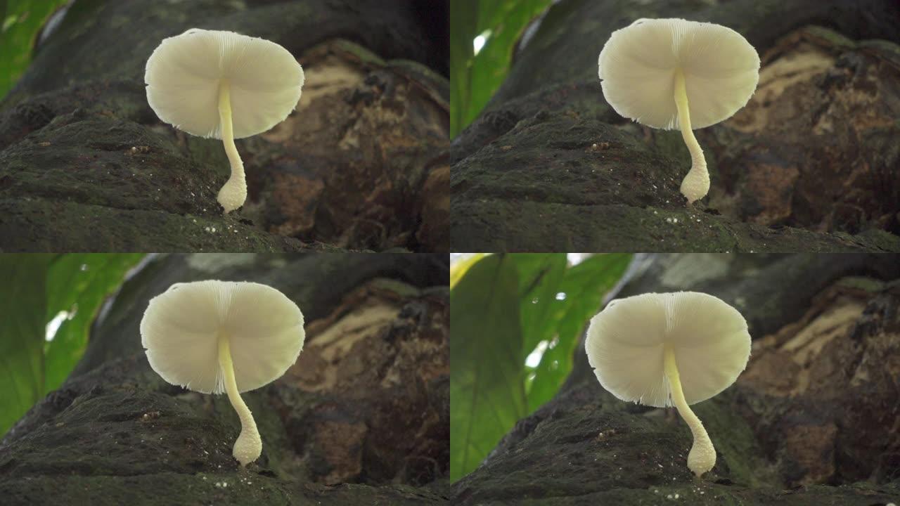 在树上生长的蘑菇底面的特写镜头