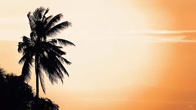 4K: 日落时的椰子树