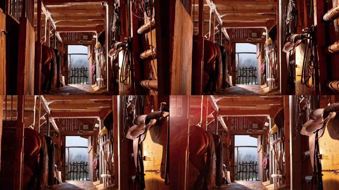 DS马在阳光下的稳定