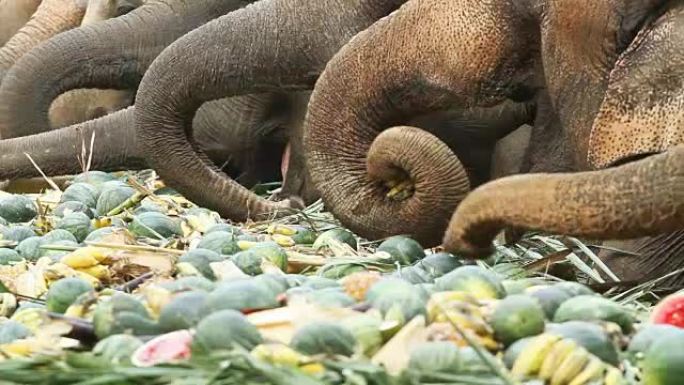 泰国的亚洲象吃东西长鼻子
