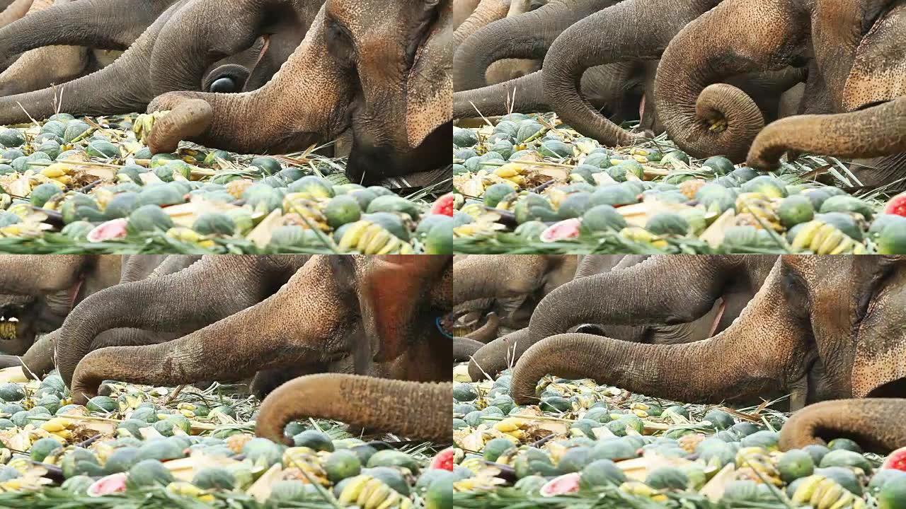 泰国的亚洲象吃东西长鼻子