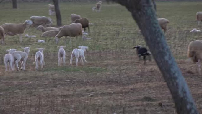 羔羊在野外玩耍羔羊在野外玩耍
