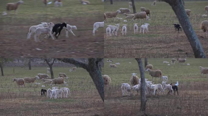 羔羊在野外玩耍羔羊在野外玩耍