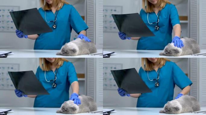 兽医检查猫x射线图像，关节炎，关节病的诊断和治疗