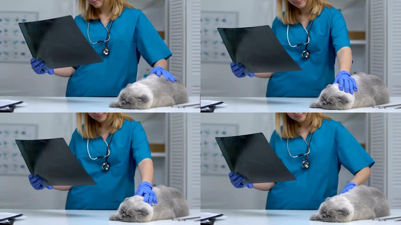 兽医检查猫x射线图像，关节炎，关节病的诊断和治疗