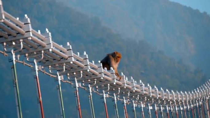 猴子坐在河上的行人斜拉桥的金属电缆上