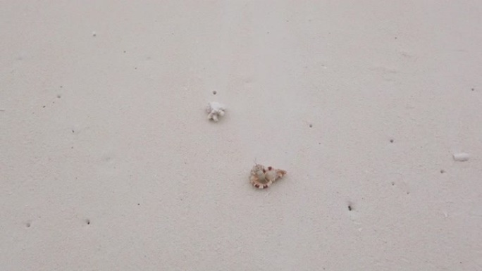 小贝壳在沙滩上行走
