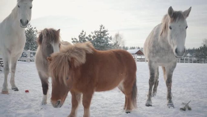 冬季，两匹马和两匹小马在户外的郊区牧场上行走。