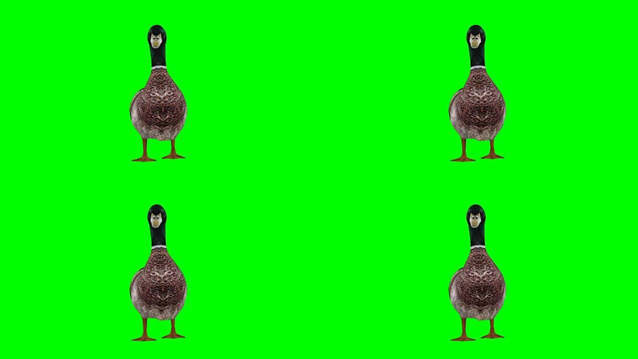 鸭子行走绿屏 (可循环)